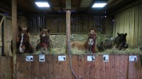 /album/fotogalerie-hodinova-jizda-na-koni/konici-19-jpg/